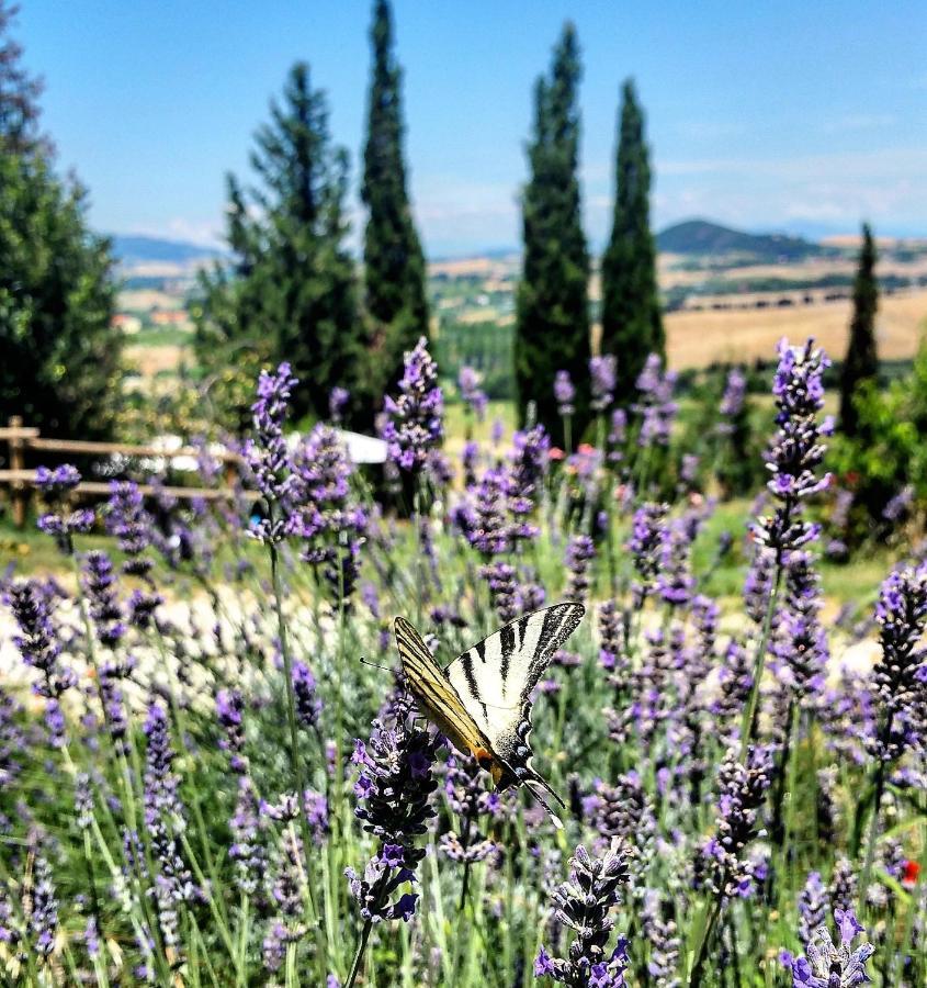 B&B Il Poggio di Fiore Castellina Marittima Esterno foto